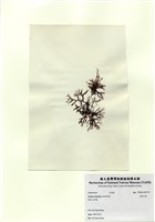 藏品(長枝沙菜)的圖片